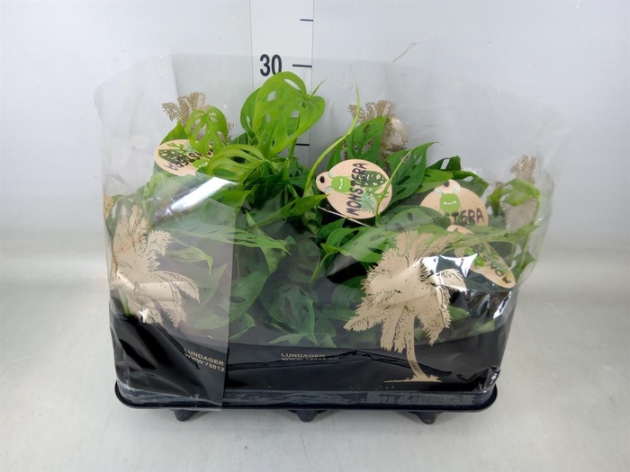 <h4>Monstera   ...</h4>