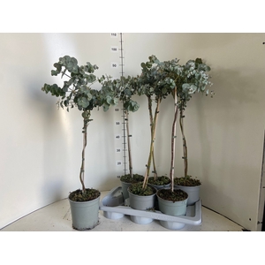 EUCAL CINEREA