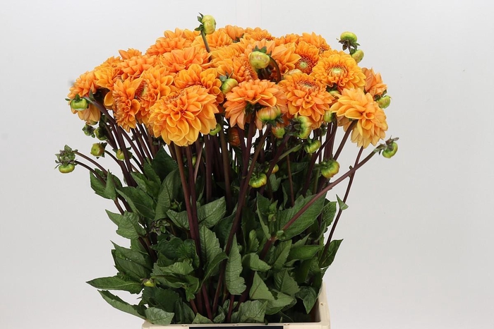 <h4>Dahlia Sylvia</h4>