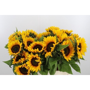 Helianthus Sunrich Orang