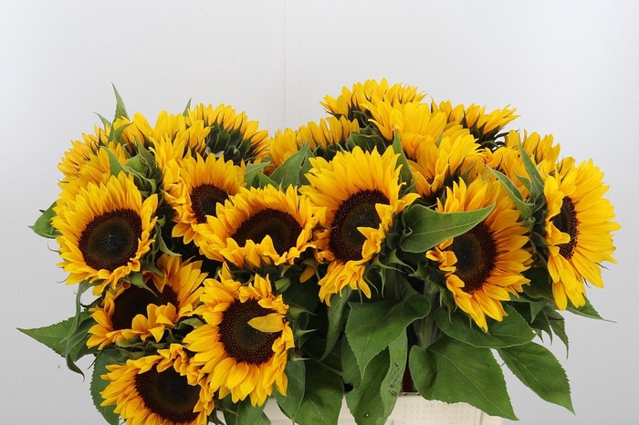Helianthus Sunrich Orang