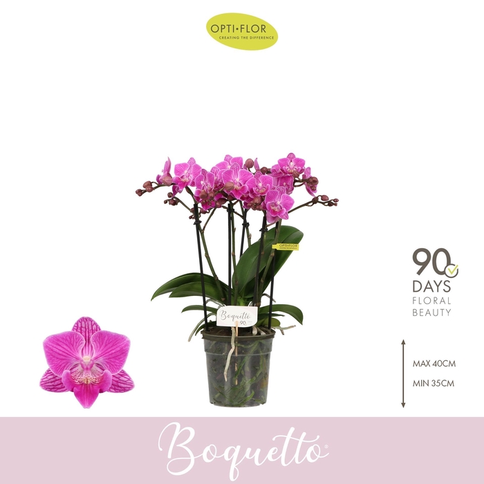 <h4>PHAL OPTI BOQUETTO DESIRE 3-5 SPIKE</h4>