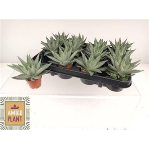 Haworthia Savanna