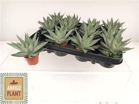 <h4>Haworthia Savanna</h4>