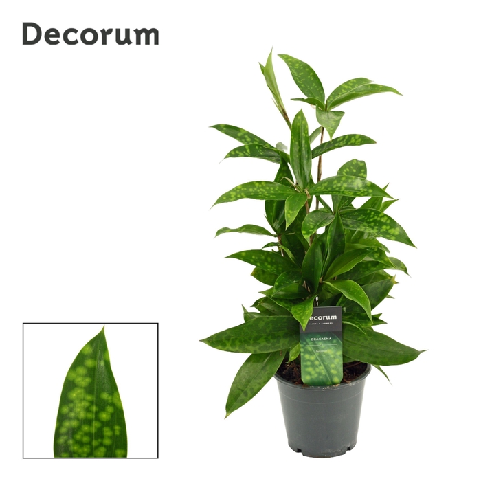 Dracaena Surculosa 12 cm (Decorum)