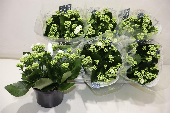 <h4>Kal Ge Whites White</h4>