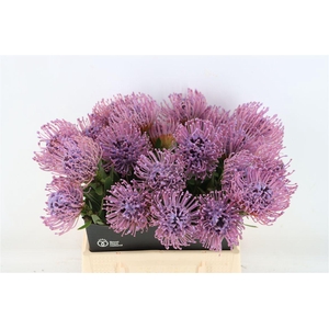 Leuco Wax Lavendel