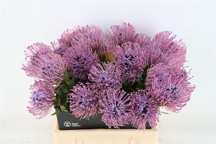 <h4>Leuco Wax Lavendel</h4>