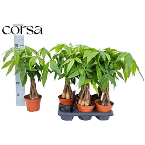 Pachira aquatica 14Ø 40cm