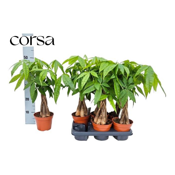 <h4>Pachira aquatica 14Ø 40cm</h4>