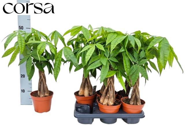 Pachira aquatica 14Ø 40cm