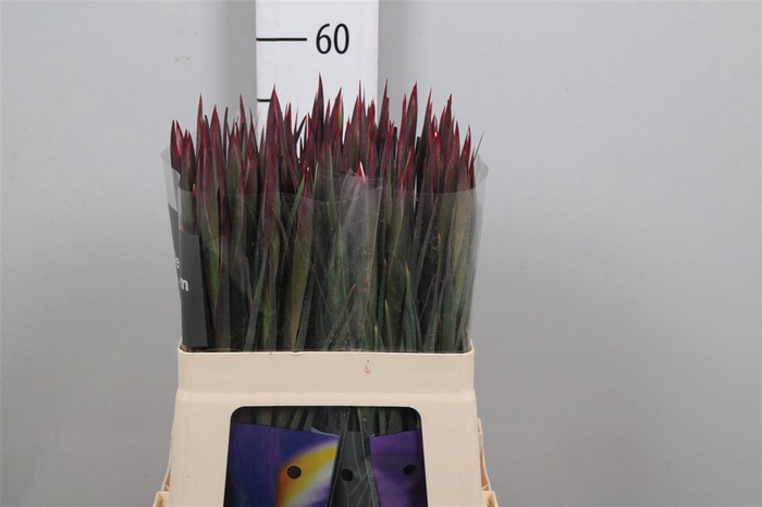 <h4>Iris Nova Blue</h4>