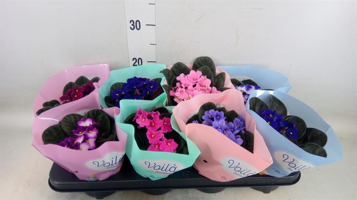 <h4>Saintpaulia ...mix</h4>