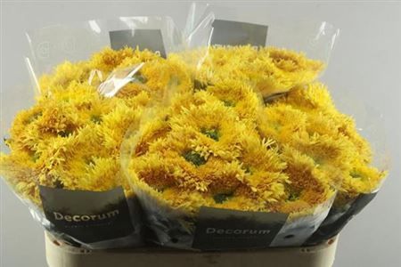 <h4>Chrysant Deco Etrusko Orange</h4>