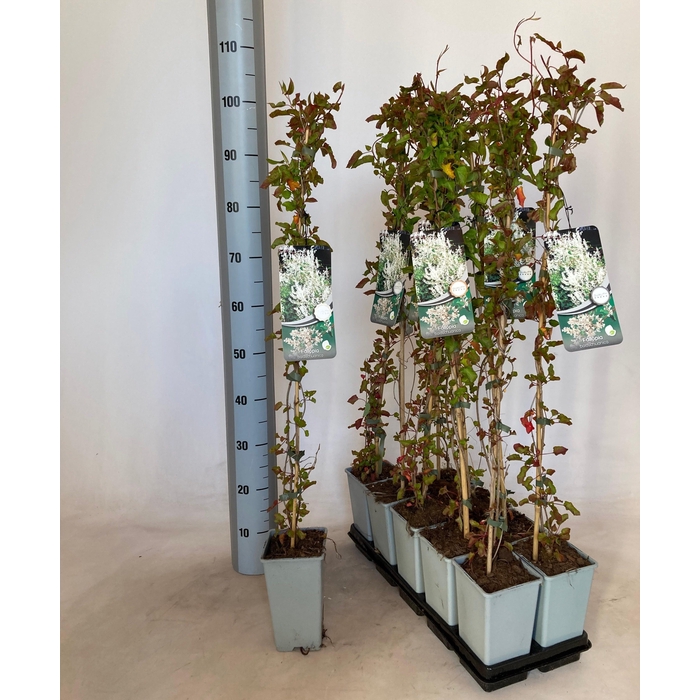 <h4>FALLOPIA BALDSCHUANI</h4>