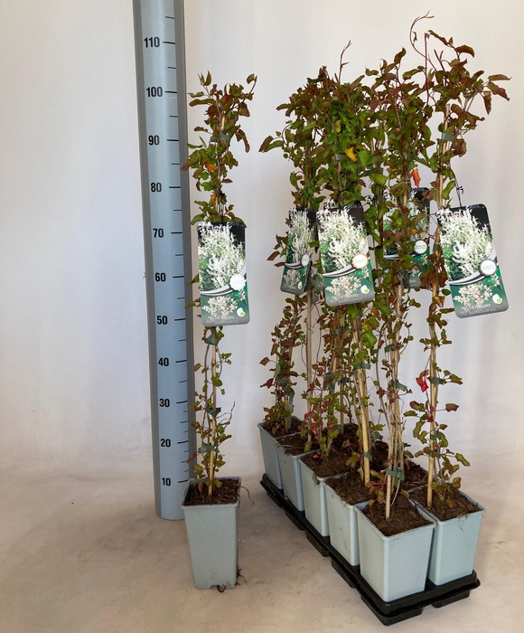 <h4>FALLOPIA BALDSCHUANI</h4>