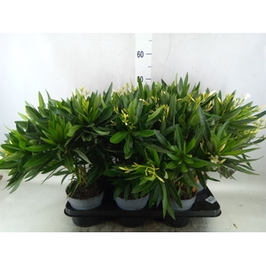 Nerium oleander   ...