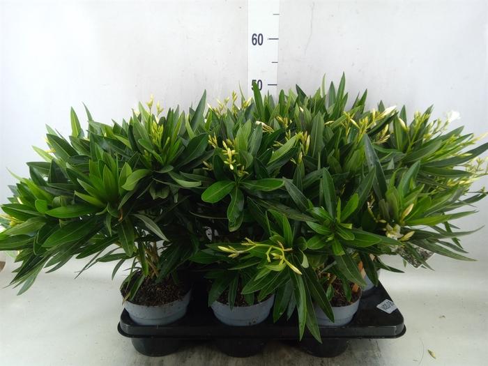 <h4>Nerium oleander   ...</h4>