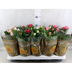 Rosa  'Beau Monde'   ...mix