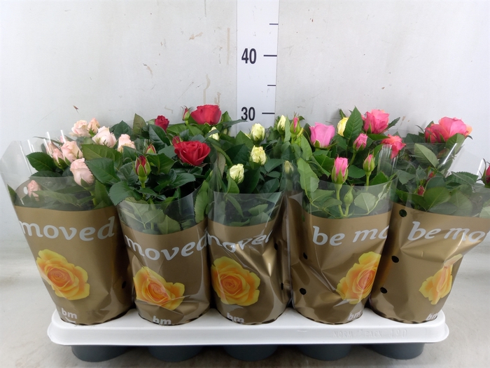 <h4>Rosa  'Beau Monde'   ...mix</h4>