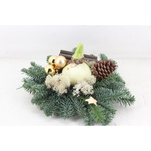 arr4 Amaryllis PL - Schijf kerstgroen Gold x3