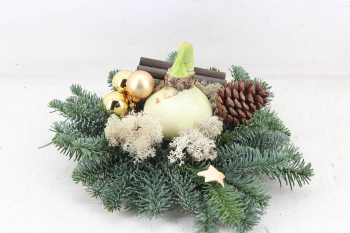 <h4>arr4 Amaryllis PL - Schijf kerstgroen Gold x3</h4>