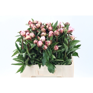 Paeo L Gardenia