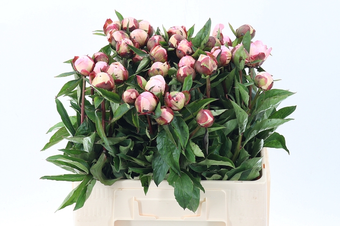 <h4>Paeo L Gardenia</h4>