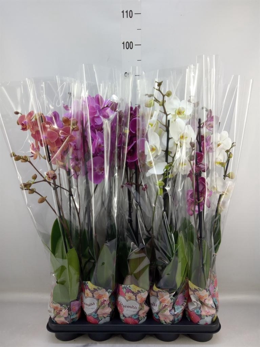 <h4>Phalaenopsis   ...</h4>