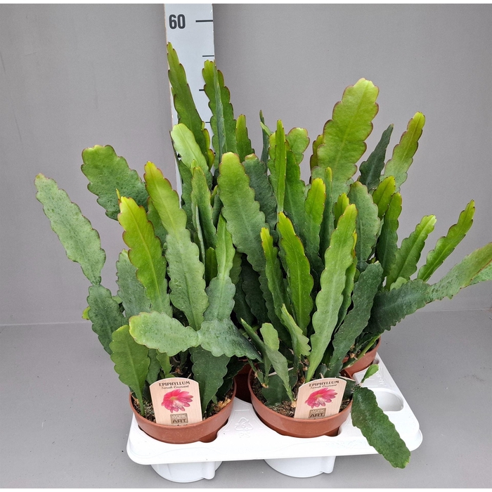 <h4>Epiphyllum anguliger</h4>