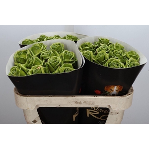 Wax-Rozen Wax Olijf Groen w10