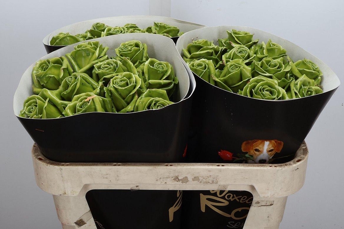 <h4>Wax-Rozen Wax Olijf Groen w10</h4>