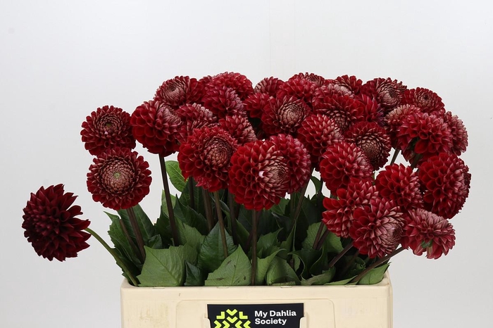 <h4>Dahlia Cornel</h4>