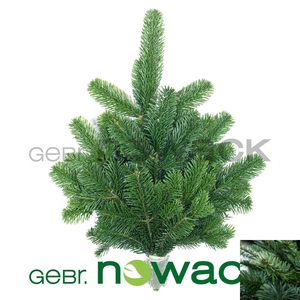 ABIES NORDMANN BS