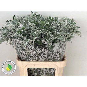 Jacobaea Maritima