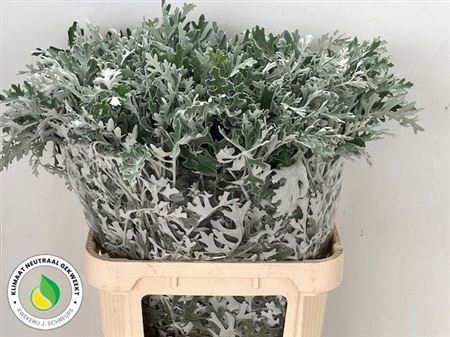 <h4>Jacobaea Maritima</h4>
