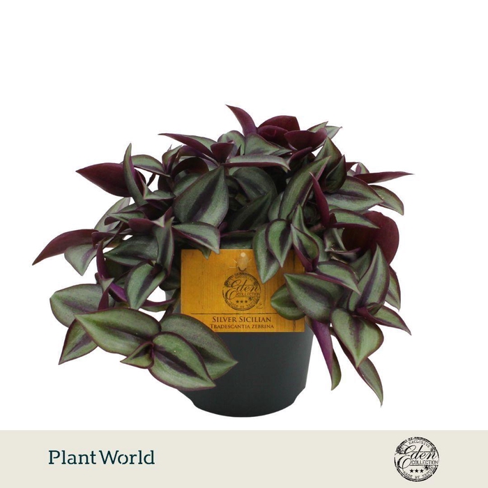 <h4>Trades. Zebrina Compacta 10,5cm</h4>