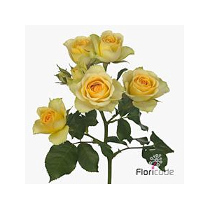 Rosa spray bandolero