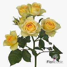 <h4>Rosa spray bandolero</h4>
