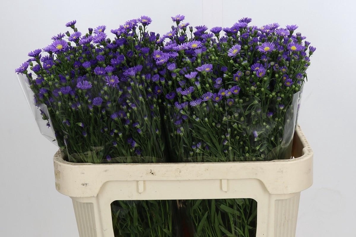 <h4>Aster Casamare</h4>