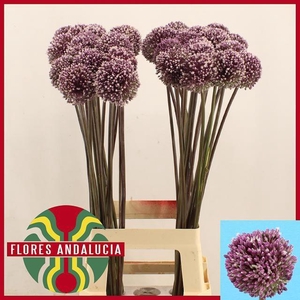 ALLIUM SUMMER DRUMME