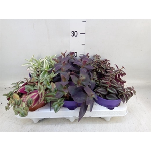 Tradescantia   ...mix