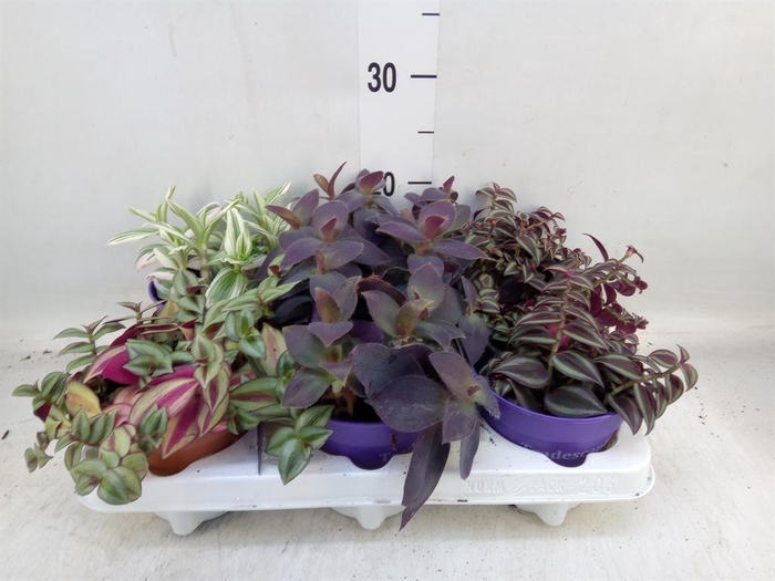 <h4>Tradescantia   ...mix</h4>