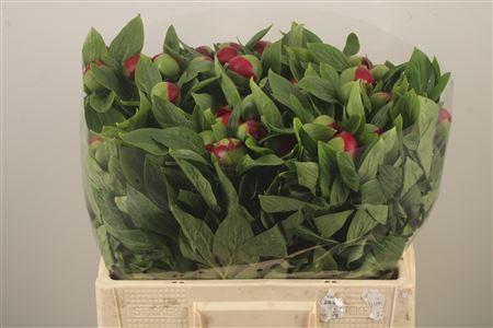 <h4>Paeo L Red Charm</h4>