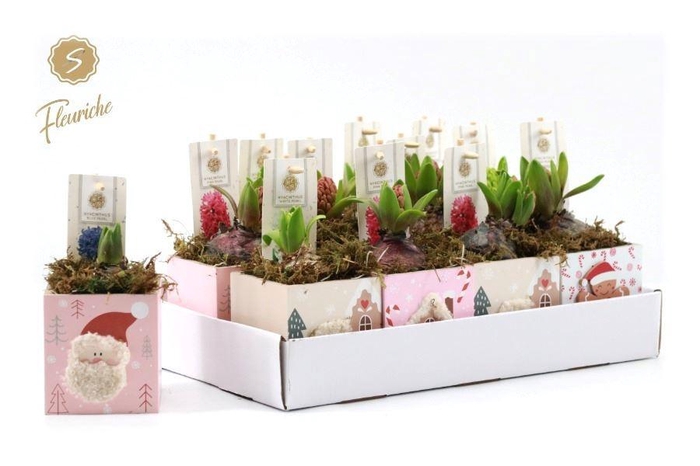 <h4>Arr Hyacinth H%</h4>