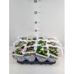 Kalanchoe blos.   ..rosebud mix  5