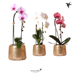 Kolibri Orchids Cascade Niagara fall 1 spike Luxury gold