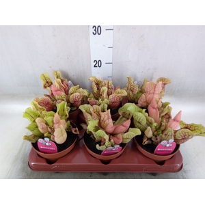 Sarracenia   ...