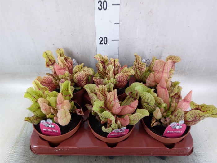 <h4>Sarracenia   ...</h4>