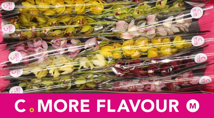 <h4>CYMB MI GEM</h4>